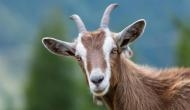 Uttar Pradesh: OMG! Kanpur man went to sell goats for Bakrid; gets bluffed with a dog in 'goat like cloth'