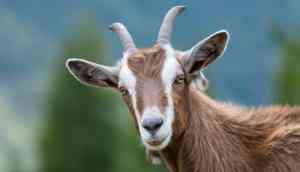 Uttar Pradesh: OMG! Kanpur man went to sell goats for Bakrid; gets bluffed with a dog in 'goat like cloth'