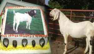  Bakra-Eid: People in Lucknow to celebrate Bakr-Eid by cutting cakes, not goats