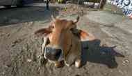 Bihar: Police complaint filed against 'Ox' in Purnia; know why!