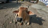 Bihar: Police complaint filed against 'Ox' in Purnia; know why!