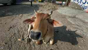 Bihar: Police complaint filed against 'Ox' in Purnia; know why!