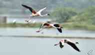 Think Pink Think Flamingo
