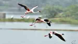 Think Pink Think Flamingo