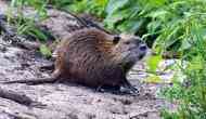 High Alert! After Kerala flood, now rat fever took at least 12 lives in the state
