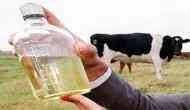 On Amazon, cow urine-made shampoos, soaps, face packs will be sold by RSS-backed centre