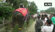 Watch: Kripanath Mallah, a newly-elected Assam deputy speaker falls off an elephant during welcome ceremony and...!