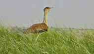  Great Indian Bustard on the Dodo way?