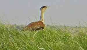  Great Indian Bustard on the Dodo way?
