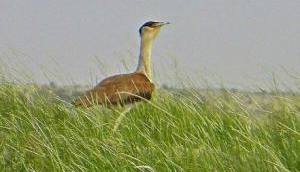  Great Indian Bustard on the Dodo way?