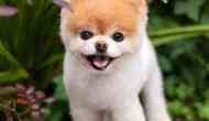 Sad! World's most cutest dog, Boo dies in sleep, owners claims ‘broken heart’ might be the reason