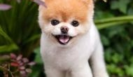 Sad! World's most cutest dog, Boo dies in sleep, owners claims ‘broken heart’ might be the reason