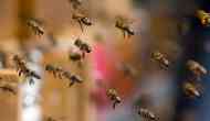 OMG! Bee attack suspends fourth ODI match between India and England 15 minutes; 5 injured