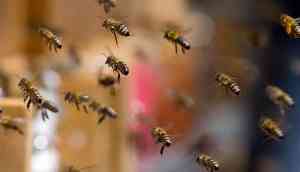 OMG! Bee attack suspends fourth ODI match between India and England 15 minutes; 5 injured