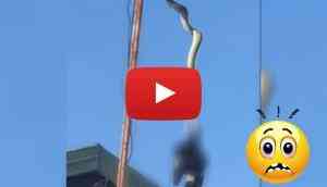 Watch this viral creepy video of python and bird fighting on TV antenna