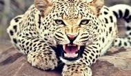Rajasthan: Watch how a leopard had a free run and hid inside a storeroom; see viral video