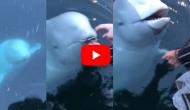 Incredible! Watch how whale helps woman who accidentally drops her iPhone into the sea
