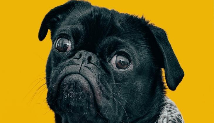 Dogs evolved 'puppy eyes' to better communicate with humans: Study ...