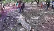Gujarat: Crocodile strayed inside temple, devotees gather claiming it to be 'auspicious'