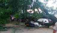 Nagaland: Two killed as tree falls on taxi in Dimapur