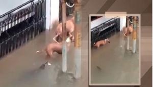 Gujarat: 52 crocodiles rescued in Vadodara after floods