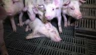 Germany: Piglets go to court, sue over 'controversial' castration