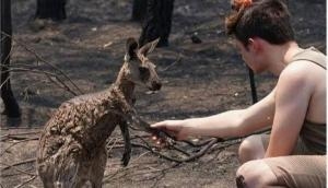 Australia Bushfire: Distressing picture of kangaroo begging teenager for help after being burnt in wildfire