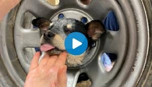 Oh No! Puppy’s head gets stuck in tyre; watch his rescue video