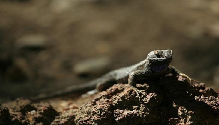 Bizarre challenge for netizens! Can you find lizard hiding in this ...