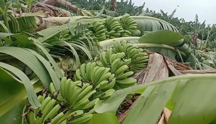 Andhra Pradesh: Heavy rain destroys banana crop in Anantapur, farmers ...