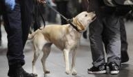 Coronavirus: Dogs are being trained to sniff out COVID-19