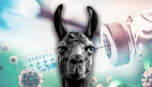 Coronavirus: 4-year-old Belgian llama could be the key in fighting COVID-19, says study