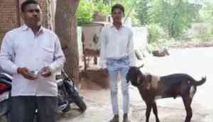 Male goat produces milk