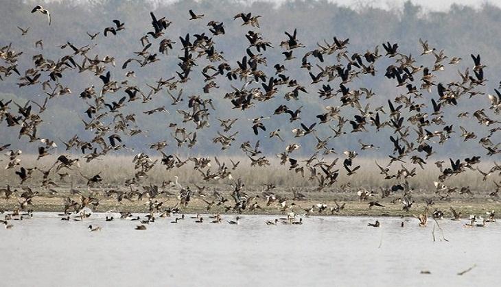 Bird flu scare in Jharkhand after crows, mynas found dead; samples sent ...