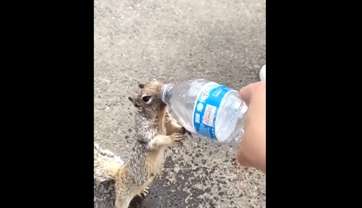 Thirsty Squirrel Viral Video: Moral of the story depends on how we look ...