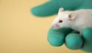 Mice robustly learn to suppress their innate escape responses: Study