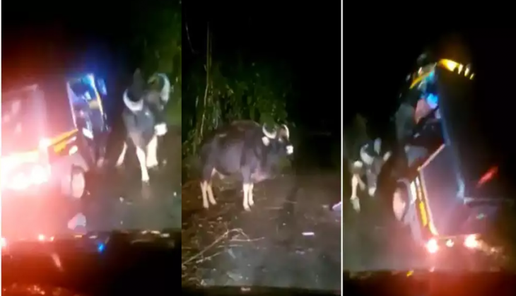 Bison viciously attacks auto-rickshaw in middle of road; video goes ...