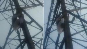 AAP leader Haseeb-ul-Hasan climbs transmission tower after party denies him ticket [WATCH]