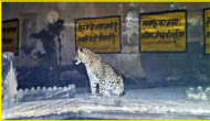 Rajasthan: Leopard makes govt school its home, students forced to study in community centres 