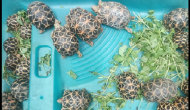 Mumbai: Man arrested for smuggling rare Indian Star Tortoises