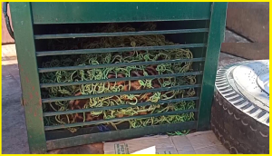 Injured leopard rescued in Jammu
