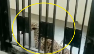 On Video: Leopard enters court premises in Ghaziabad, injured many