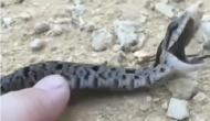 Viral: Watch snake that pretends to be dead; internet awards Oscar