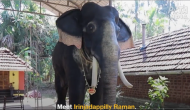 Watch: Kerala temple deploys 800 kg robotic elephant for performing rituals