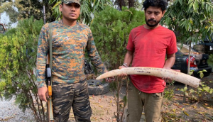 Forest officials seize elephant ivory in Jalpaiguri; 1 arrested