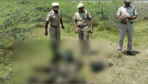 Tamil Nadu: Nearly 40 peacocks found dead in Madurai district