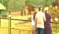 Tourist throng to see baby jumbo from Oscar-winning 'Elephant Whisperers'