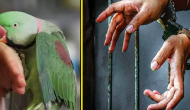 2014 murder, parrot’s testimony and lifetime conviction after 9 years