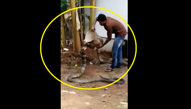 Act of Kindness! Watch man pours water on king cobra; cools it off on ...