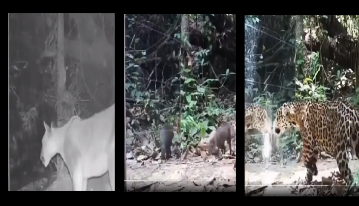 ‘Mirror In The Jungle’: Watch how wild animals react to their ...